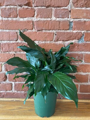 Green Plant (style may vary)